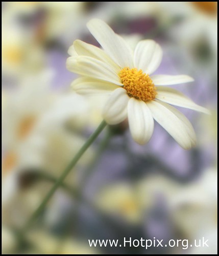 white flower color colour field yellow lens 50mm focus dof bokeh f14 smith tony daisy bloom supper shallow depth blooming shallowdepthoffield hotpix tonysmith tonysmithhotpix fileunderbokeh