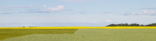 yellow fields oats canola 18270mm