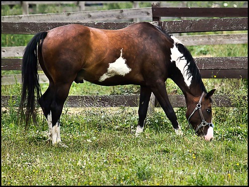 horses zuiko e5 bowmanville cans2s flickrgolfclub clanflickr photographybay 50200mm28