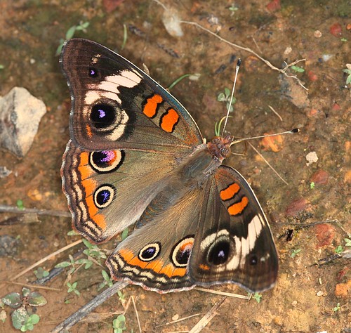 butterfly northcarolina picnik commonbuckeye richmondcounty junoniacoenia ellerbe afjranch