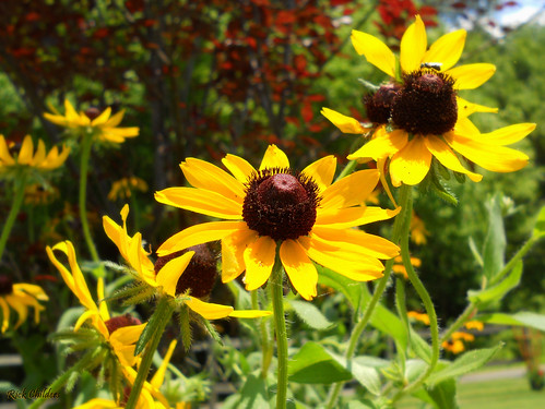 flowers summer green yellow summertime blackeyedsusans flowergarden rcvernors rickchilders