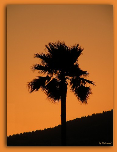 sunset zonsondergang morocco fez palmtree maroc marokko palmboom fès ouedfès coucherlesoleil