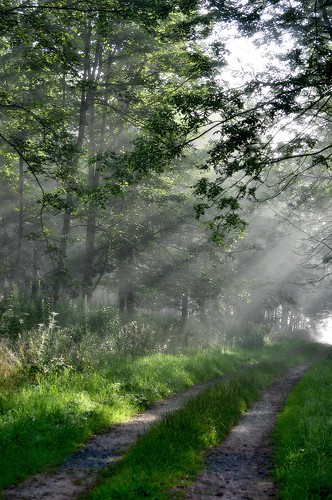 wood sunlight sunrise woodland geotagged dawn early track magic pixie fairy cumbria eden fairie hanselandgretel woodlandtrust geo:lat=54764093139662 geo:lon=27273799705695865 woodlandtrustcalendat2015