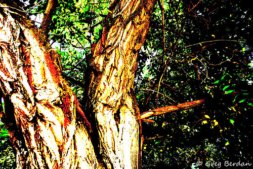 tree bark posterize