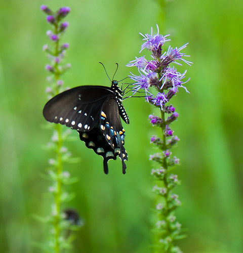 flower butterfly insect purple lavender wildflowers natcheztrace ngm herowinner pregamesweepwinner