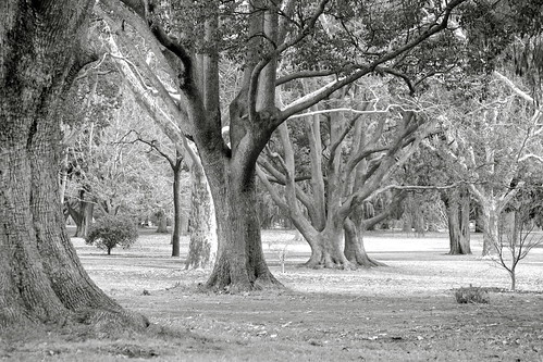 park trees bw nature beauty canon garden landscape outdoors 1 jones parks australia explore deb flickrduel debjones1