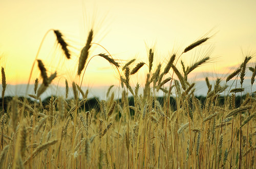 sunset sun field forest wheat rye