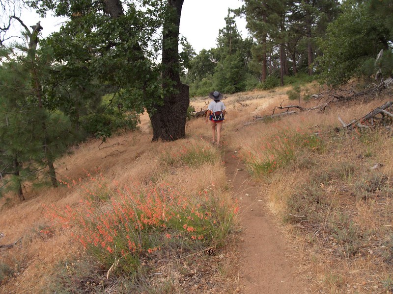 Oaks and wildflowers on the Pacific Crest Trail