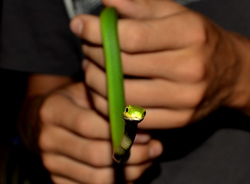 black green hands snake