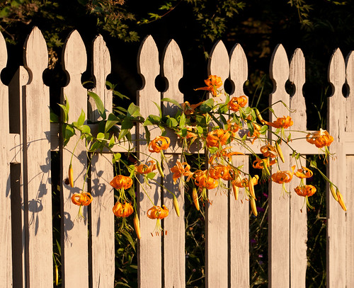 flowers sunrise fence lily