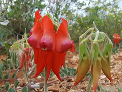 Fabaceae>Swainsona formosa Sturt's Desert Pea DSCF4368