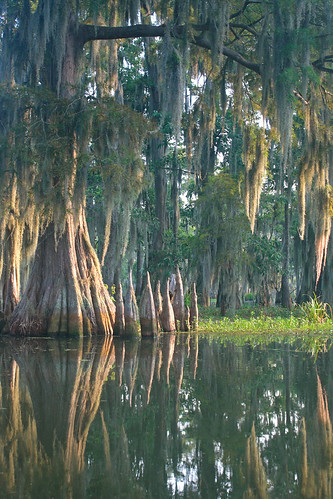 morning lake reflection water sunrise la moss louisiana branch south low spanish swamp cypress knees preserve cajun filtered acadiana lakemartin benpierce