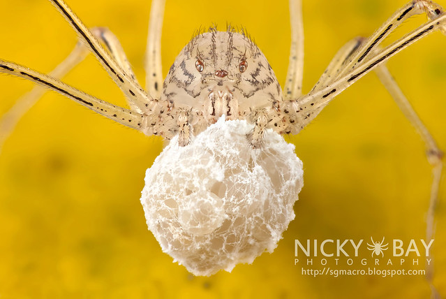 Spitting Spider's Eggs (Scytodidae) - DSC_0151