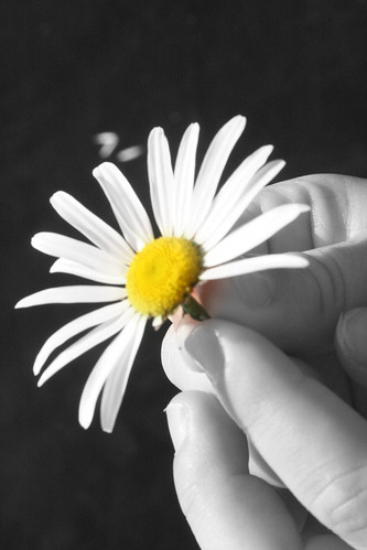 flower love daisy shelovesmenot helovesmenot