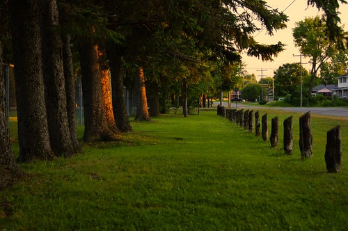 trees sunset ontario canada grass posts stayner simcoecounty clearviewtownship ivespark