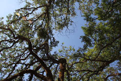ranch trees vacation sky house oak hammock ukiah sheepdung longvalley dogtrot