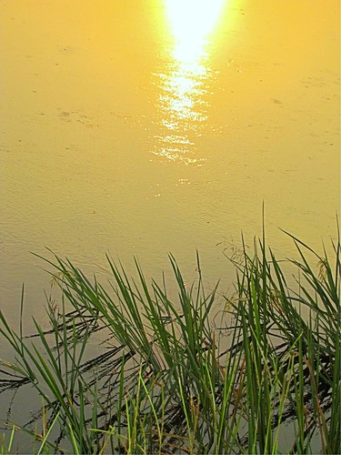 nature sunrise reflections reeds hdr augustaga phinizyswampnaturepark photomatixpro3 canonpowershotsx20is
