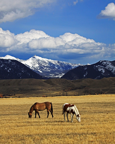 horses field montana ennis jeffers
