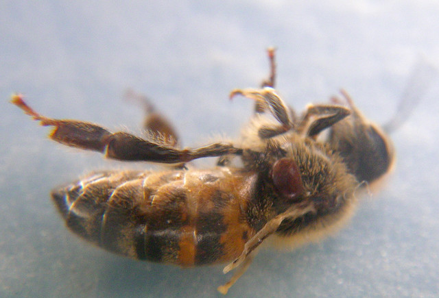 varroa mite on bee with DWV