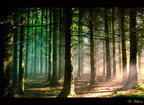 autumn nature fog fairytale forest landscape herbst bosque wald lightrays märchenwald albis enchantedforrest sihlwald langnauaa mysticforrest dblringexcellence