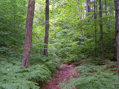 forest walking state cut hill ridge through tug tughill andyarthur glacially