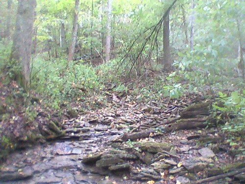 trees nature creek woods