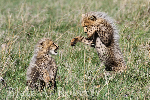 animal cat kenya wildlife cheetah cubs endangered predator laikipia flickrduel acionyxjubatus olpejetaconservancy