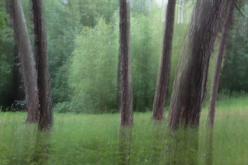 trees summer green nature forest wald icm intentionalcameramovement