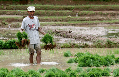 farmers ricefarming northcotabato presroxas