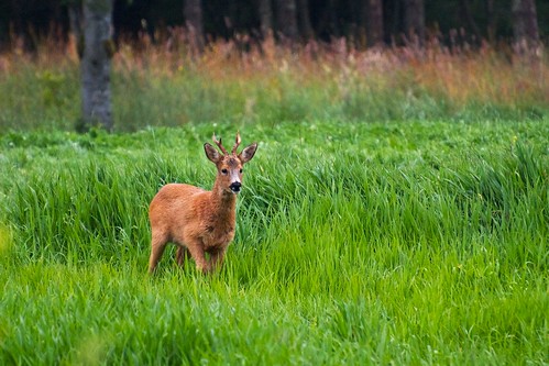 field grass animal norway deer roe hitra afsvrzoomnikkor70300mmf4556gifed