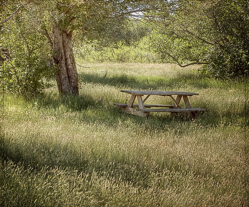 tree canon table colorado shade grasses hdr picnictable underthetrees t1i dogwalkpark
