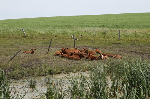 red nikon cattle angus northdakota nd calves aberdeenangus d300 darinziegler