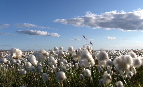Sea of Cotton