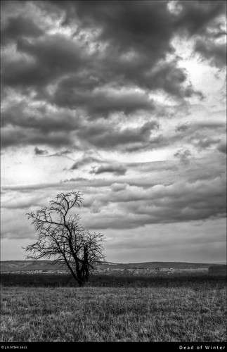 winter blackandwhite bw storm cold tree nature clouds rural landscape dead outdoors farm country january scenic maryland atmosphere grayscale cumberland lonetree greyscale westernmaryland alleganycounty canont1i mooreshollowroad