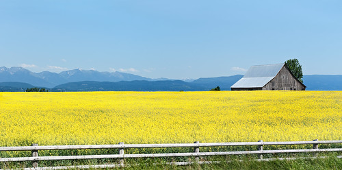 field yellow barn fence montana mt