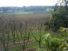 Raeburn Orchard