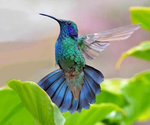 Green Violet-Ear Hummingbird, San Gerardo de Dota, Costa Rica.