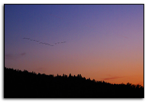 sunset colors geese washington spokane littlespokaneriver