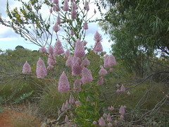 Amaranthaceae>Ptilotus exaltatus Purple Mulla Mulla DSCF4350