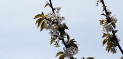 cerisier en fleurs - Photo of Bettencourt-Saint-Ouen