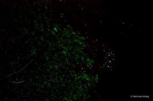 california star us nationalforest astrophotography astronomy nightsky opencluster astrophoto upperlake astrophotograph mendocinonationalforest starcluster openstarcluster pleisades pleisadesstarclusterontree