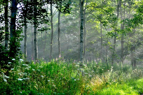 wood sunlight sunrise woodland geotagged dawn early track magic pixie fairy cumbria eden fairie hanselandgretel woodlandtrust woodlandtrustcalendar geo:lat=5476408678210509 geo:lon=27274095779647496 flickr5985493526