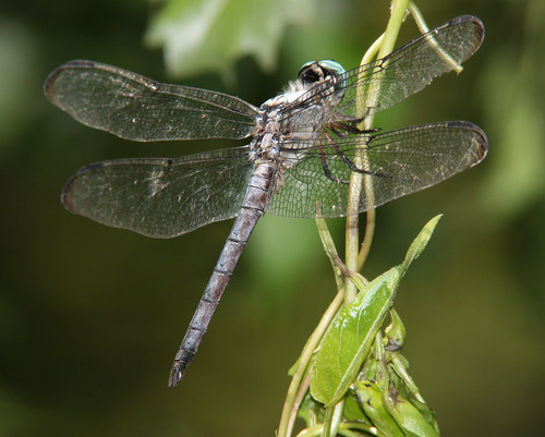 nature outdoors florida dragonflies dragonfly wildlife extensiontube odonata canonef300mmf4lisusm canonefextender14xii canoneosrebelxsi