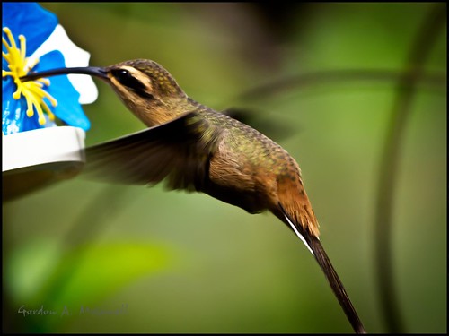 brazil birds photography flickr photographer fieldtrip hummingbirds zuiko e5 70300mmf4056 photographybay fozdoiguaca birdsinbrazil