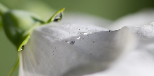 white flower green nature garden dewdrops interestingness petal explore dew littleglassbeads