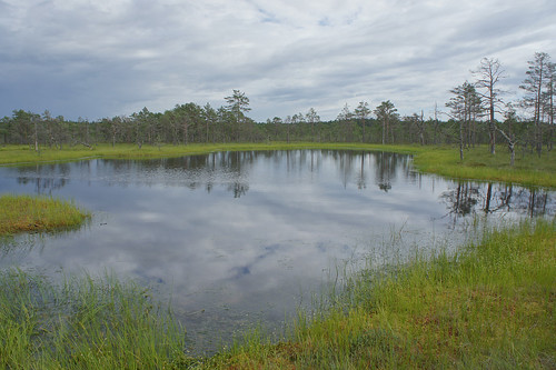 europe estonia sony special swamp bog rmk gettyimages wetland eesti mire waterreflection lahemaanationalpark lahemaa estland quagmire viru harjumaa raba viruraba photoimage sooc sonyalpha gisteqphototrackr autohdr sonyα geosetter geotaggedphoto nex3 sel1855 year2011 фотоfoto gettyimagesestoniaq3