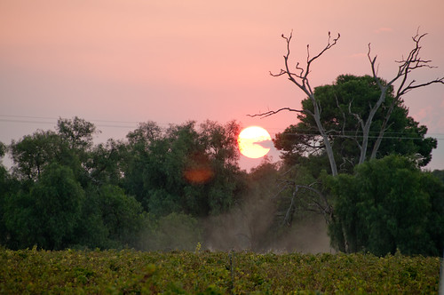 sunset landscape australia victoria winery vic campbells rutherglen