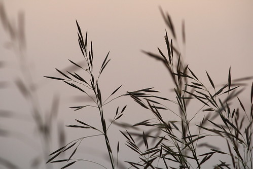 sunset macro weeds