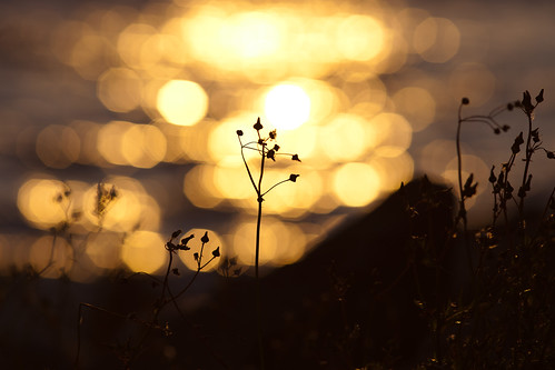 sunset silhouette golden skåne sweden bokeh fav20 skåne f40 2011 mölle fav10 ef200mmf28lusm canoneos5dmarkii mölle ¹⁄₈₀₀sek