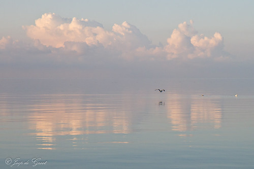 morning sea sunlight reflection bird water clouds early vlieland wadden seagull
